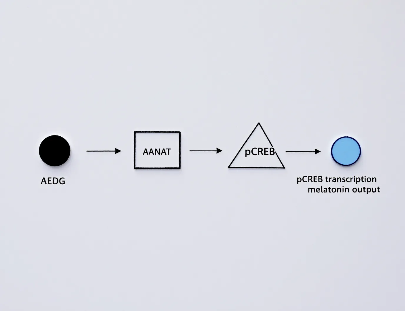 Pineal and circadian regulation: the AANAT/pCREB pathway